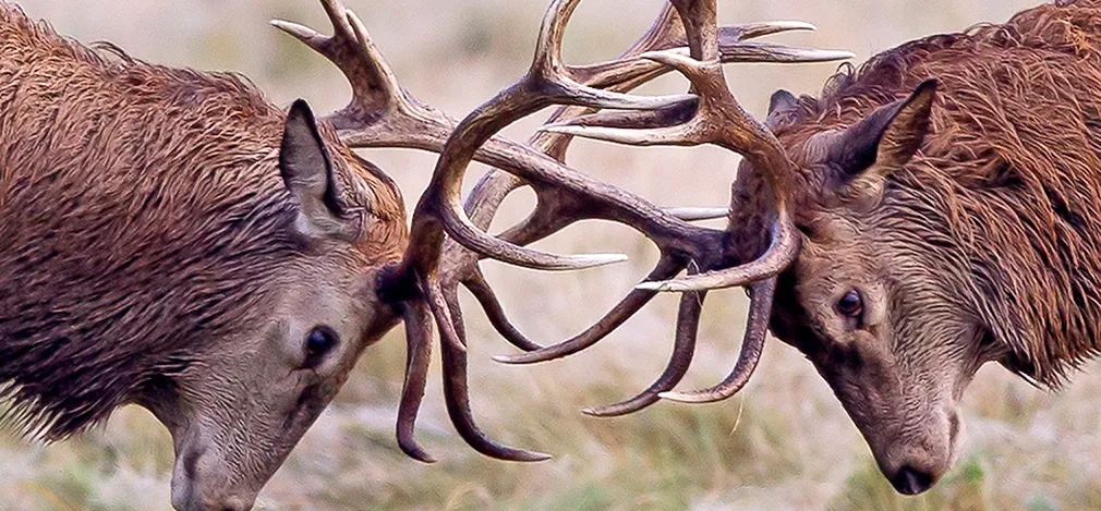 Investeringsforeningen Maj Invest billede