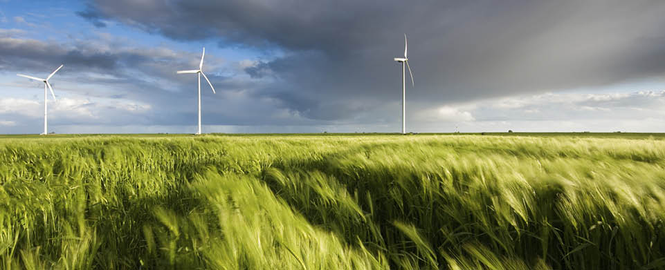 Wind blowing through a field of grain during the moments before sunset with warm light conditions and strong shadows  A dike and windmills fill the background together with a showery sky 