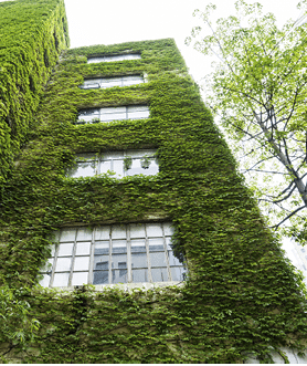 Green plants on wall of apartment building 