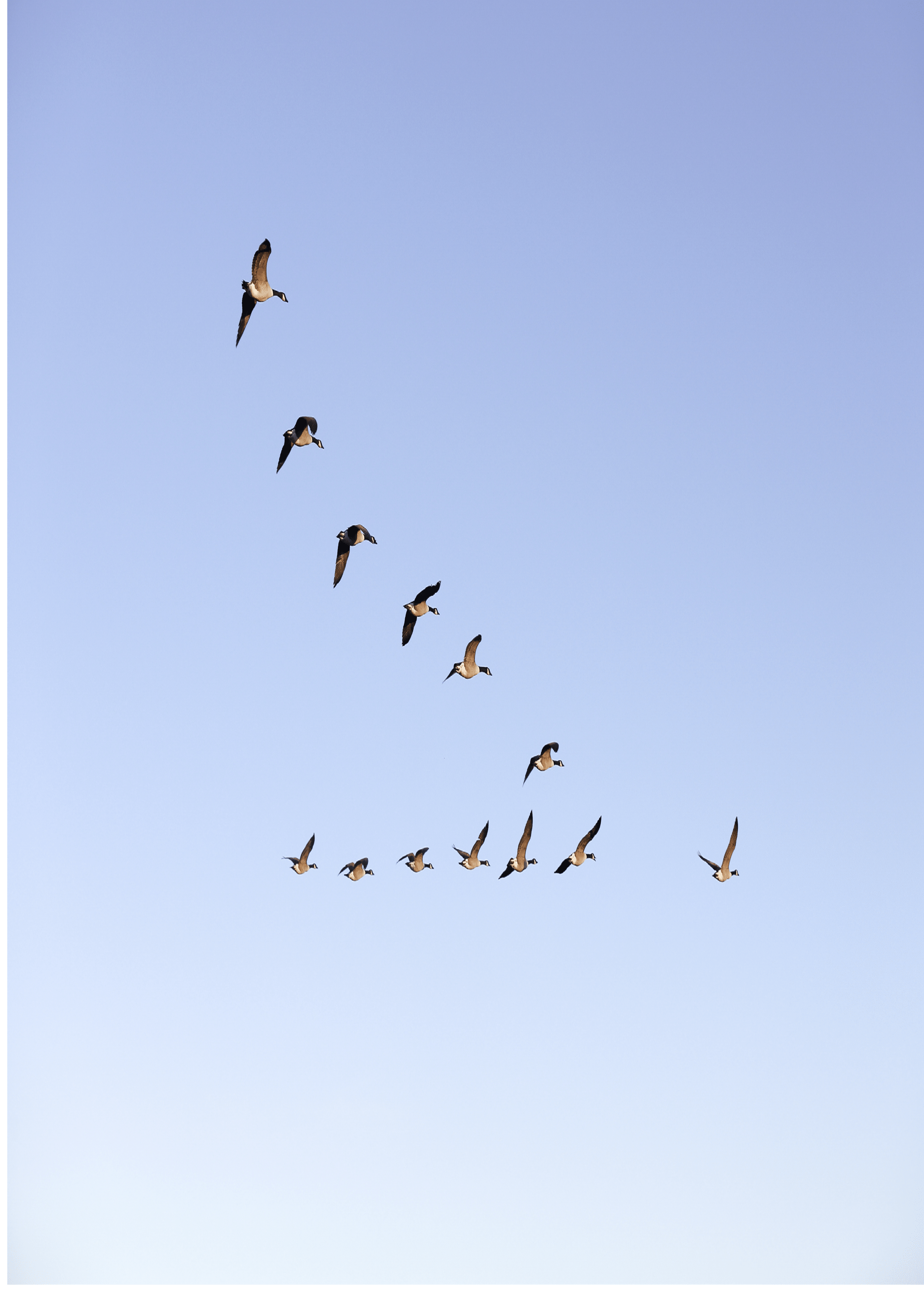 Flying geese near Pulborough