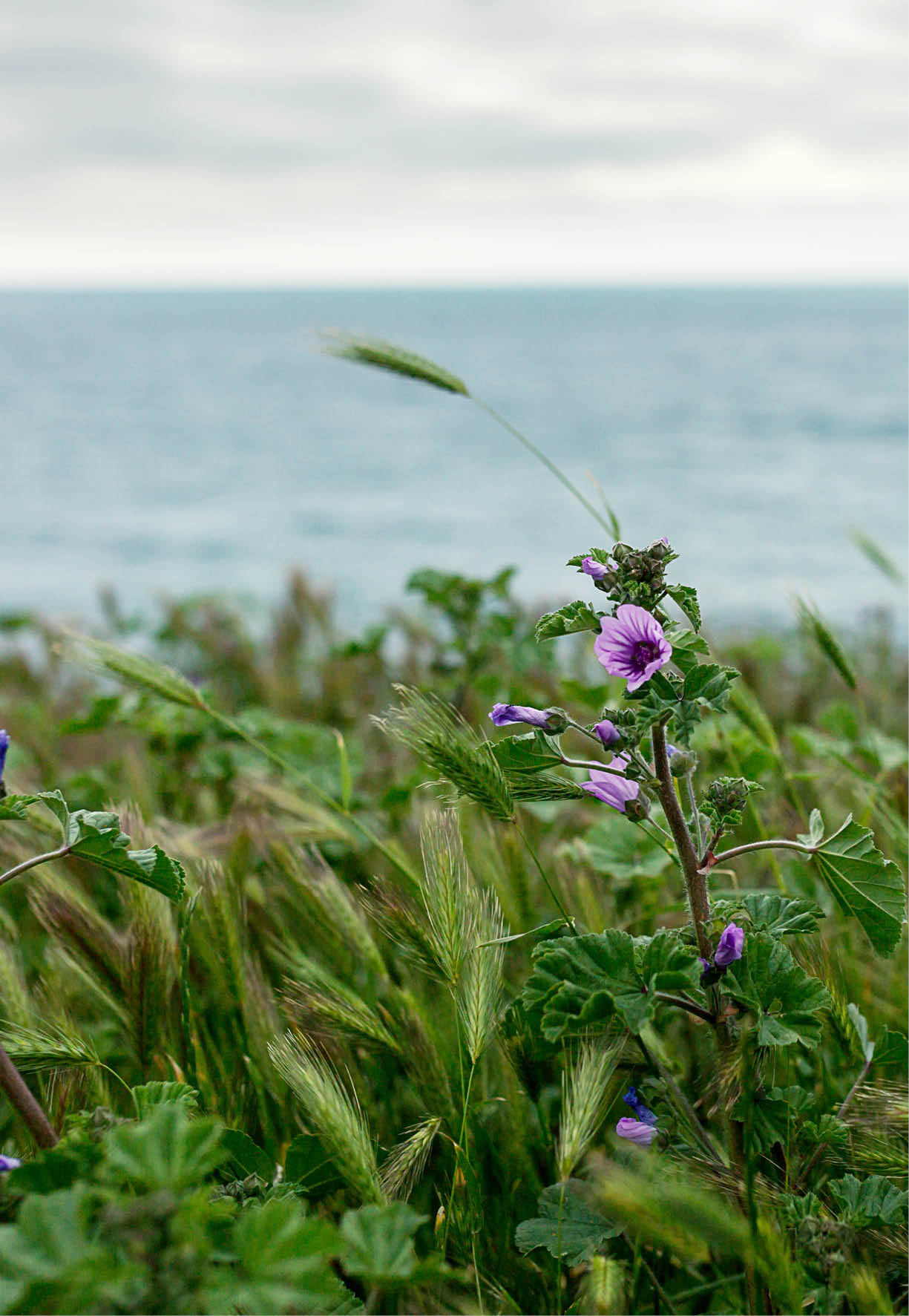 Wildflowers on the background of the sky and the sea.