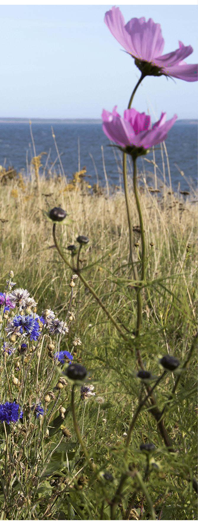 Wildflowers blooming on Panmure Island on coastal Prince Edward Island, Canada against blue skies on sunny day.