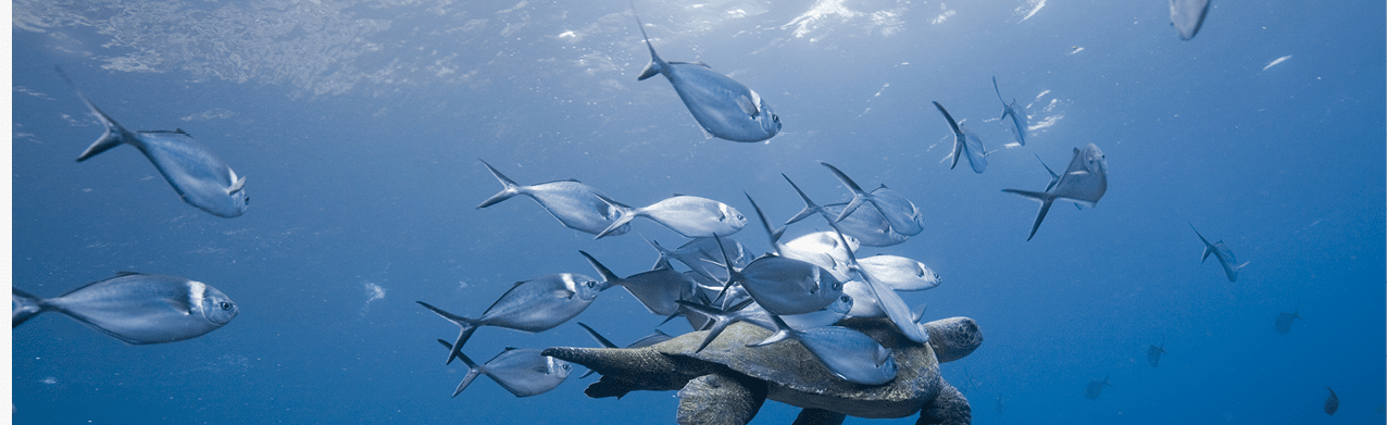 Ecuador, Galapagos Islands, Wolf Island, Pacific Ocean