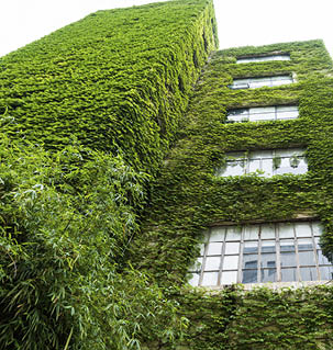 Green plants on wall of apartment building.