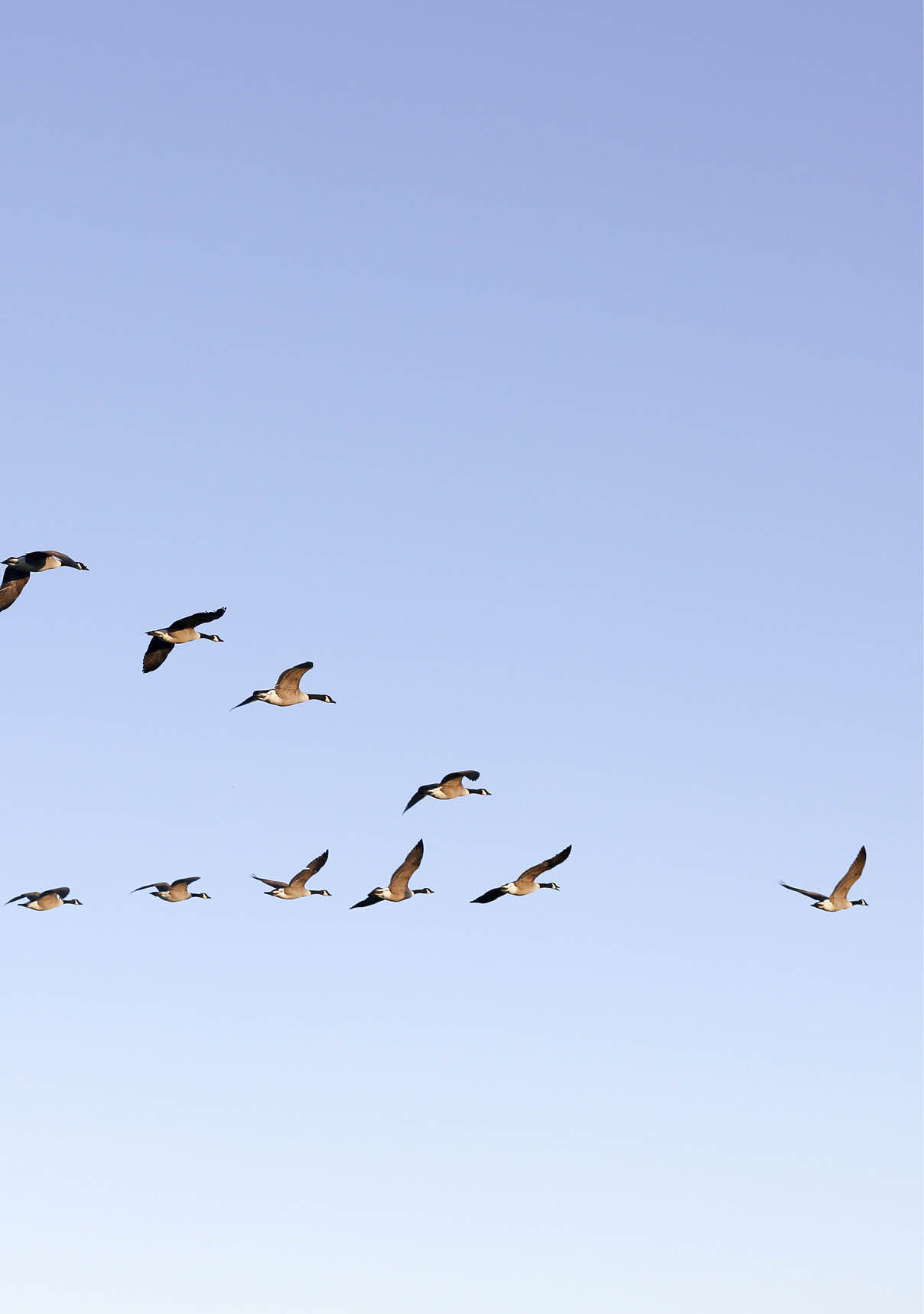 Flying geese near Pulborough