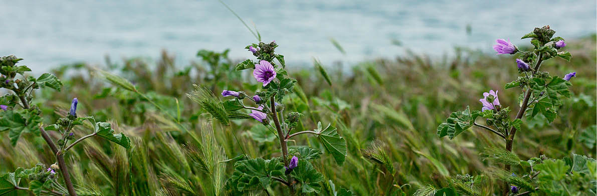 Wildflowers on the background of the sky and the sea.