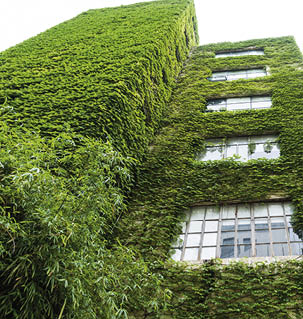 Green plants on wall of apartment building.