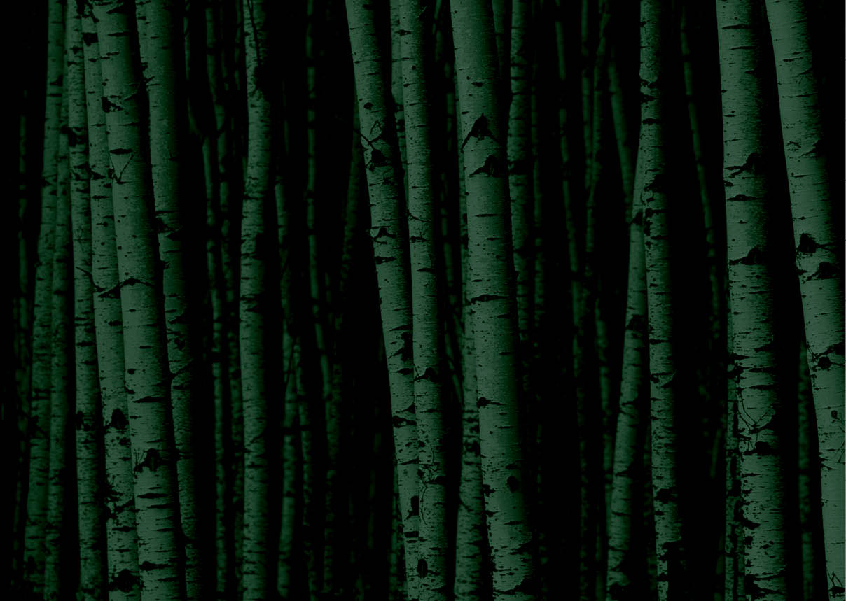 A forest of white birch trees 