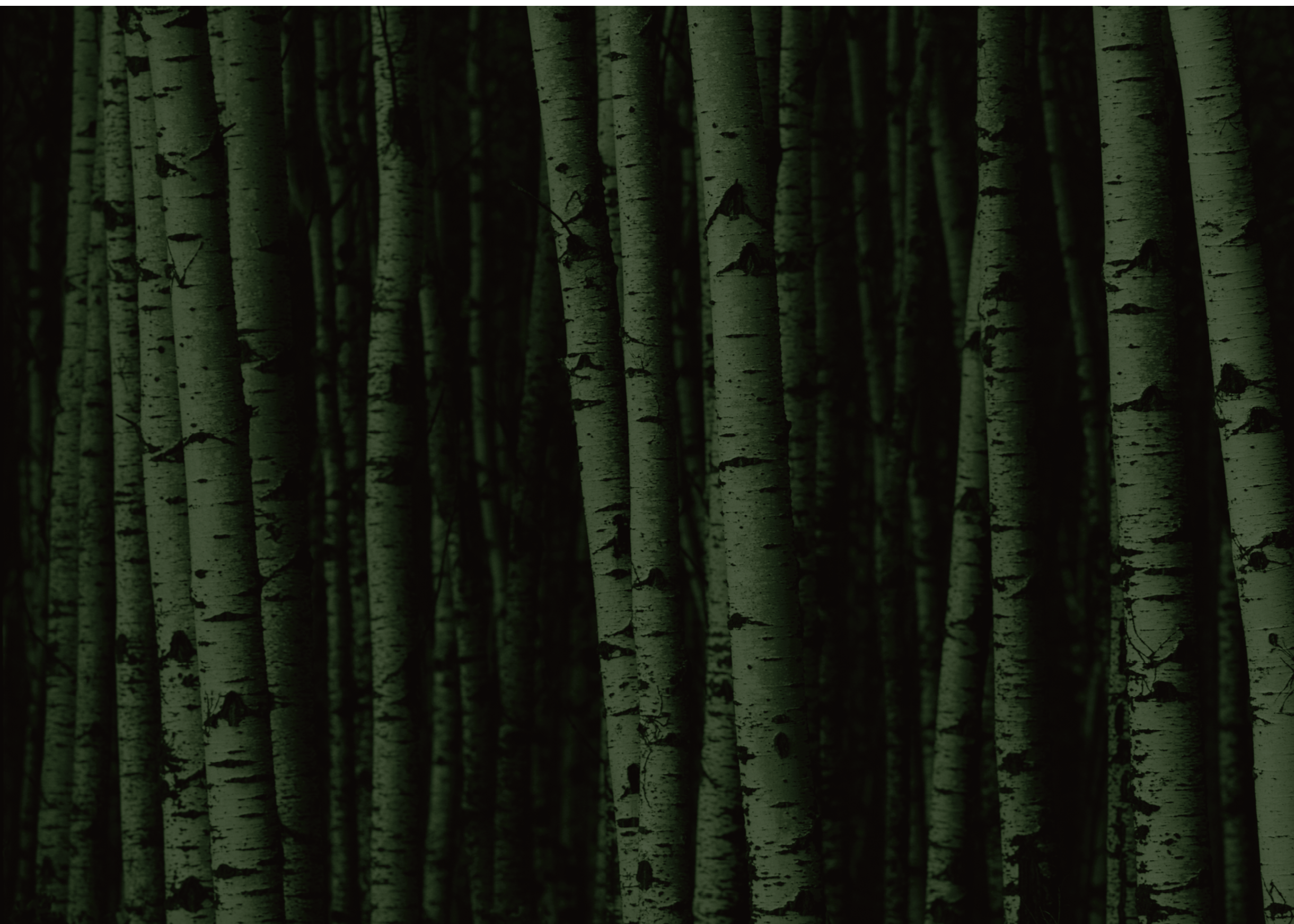 A forest of white birch trees 