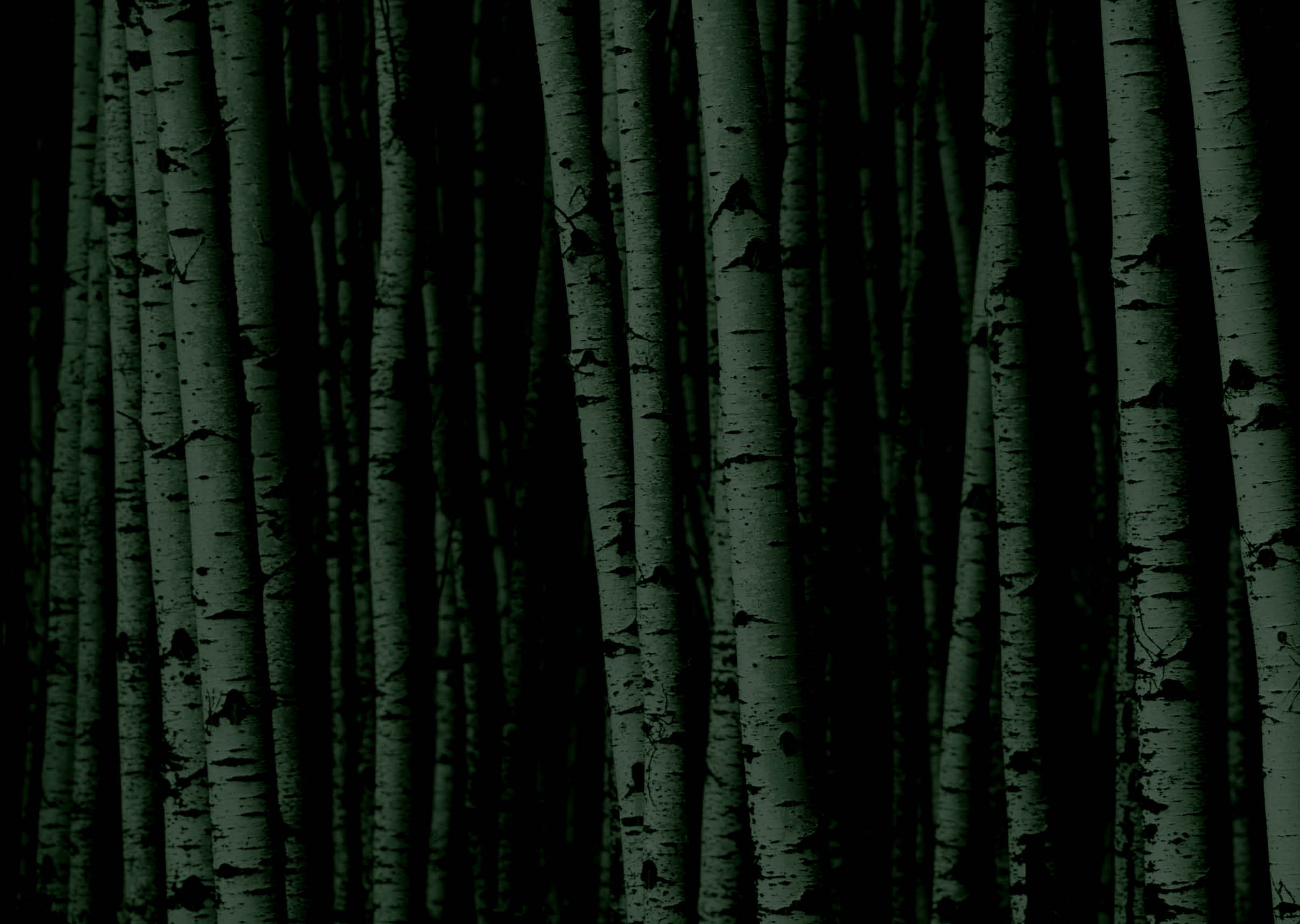 A forest of white birch trees 
