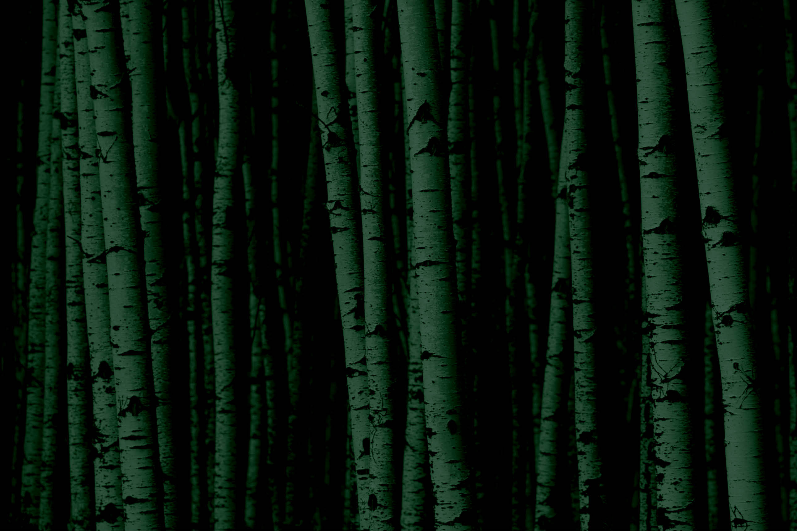 A forest of white birch trees.