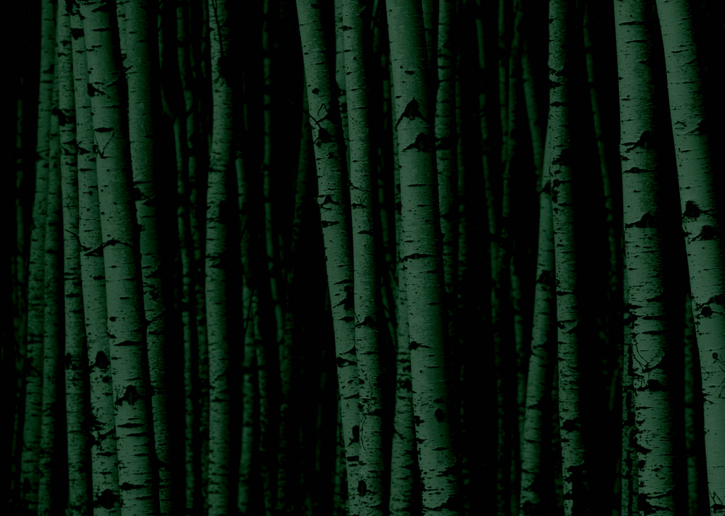 A forest of white birch trees.