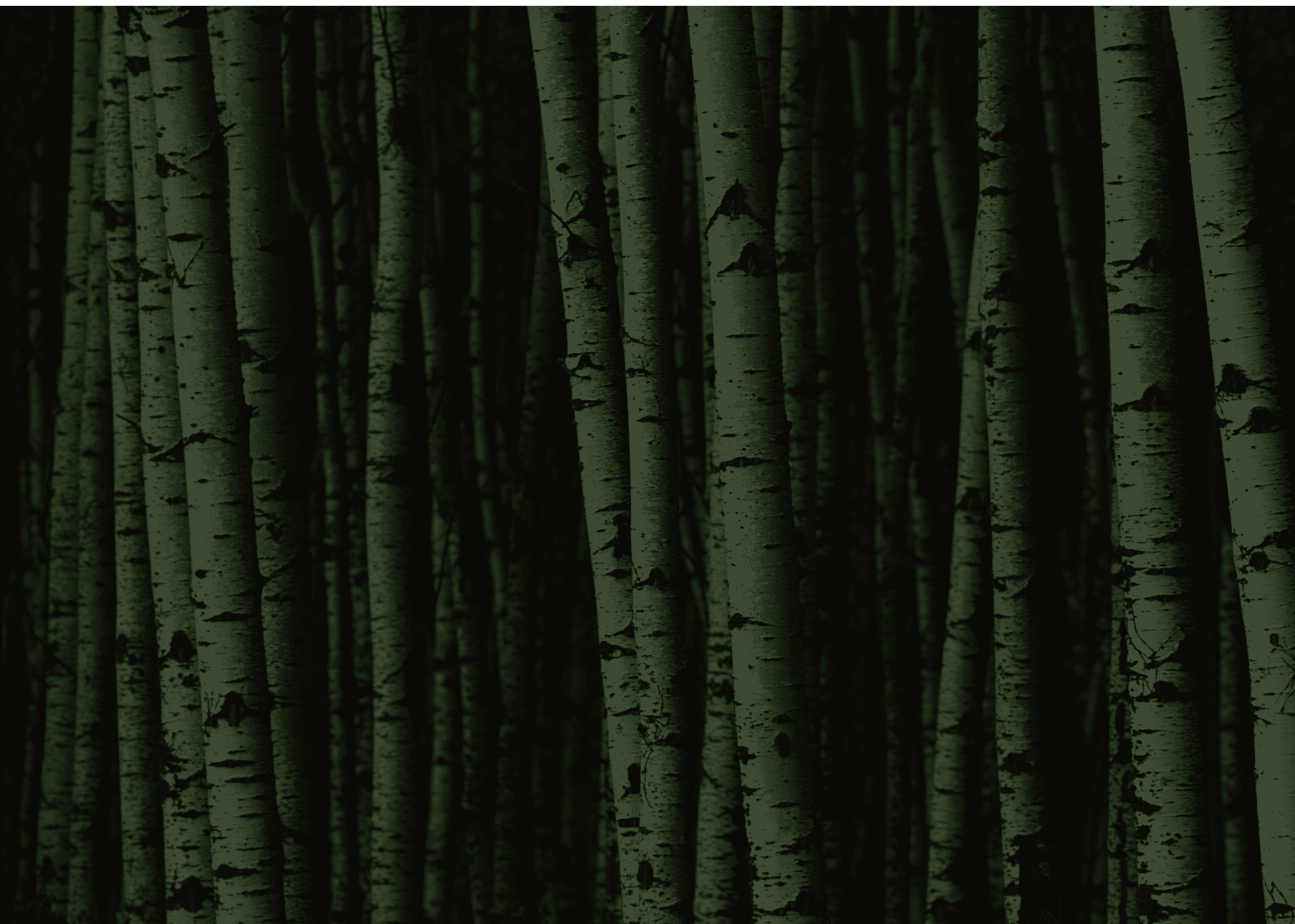 A forest of white birch trees.